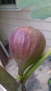 255230_3947000746104_479133971_n