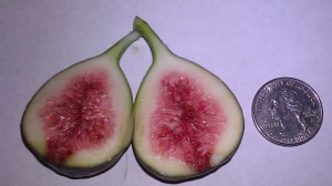 480096_3947001426121_1630603213_n